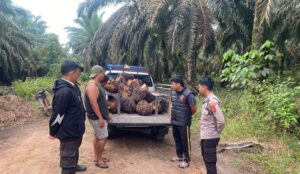 Dua Pria Diduga Panen Sawit Tanpa Izin, Polres Bangka Barat Polsek Tempilang Amankan Terduga Pelaku