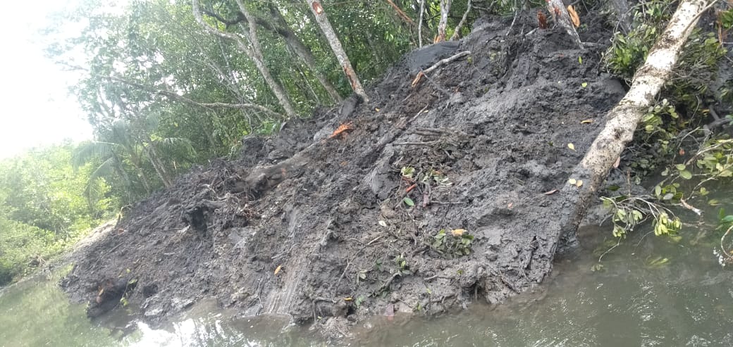 Mangrove Dusun Mengkubung Dibabat, Tambang Ilegal Bebas: APH Didesak Bertindak