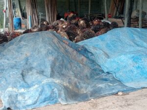 Krisis Kuota Pabrik Sawit di Simpang Rimba, Petani Desa Gudang Terancam Merugi