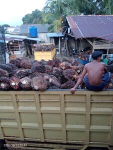 Buah Sawit Menumpuk di Desa Gudang, Petani dan Pengepul Mengeluh