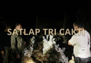 Timah Rp1,4 Miliar Muncul Tengah Malam di Munsang, Satlap Tri Cakti Endus Dugaan Jalur Selundup ke Malaysia