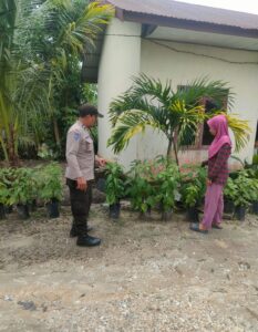 Ketahanan Pangan Sotol Diuji dari Kebun Cabai Warga